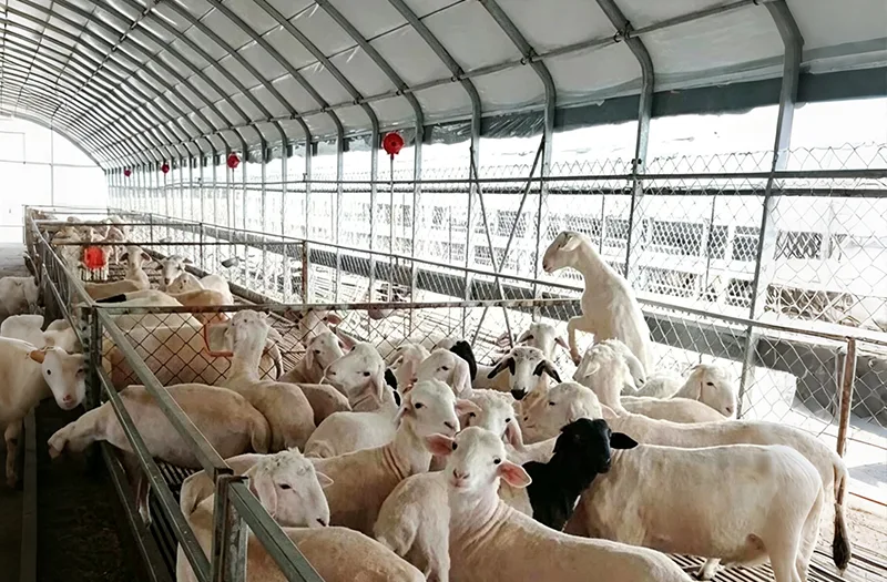 Apakah yang Perlu Dipertimbangkan Apabila Memilih Rumah Hijau Ternakan untuk Projek Pertanian?