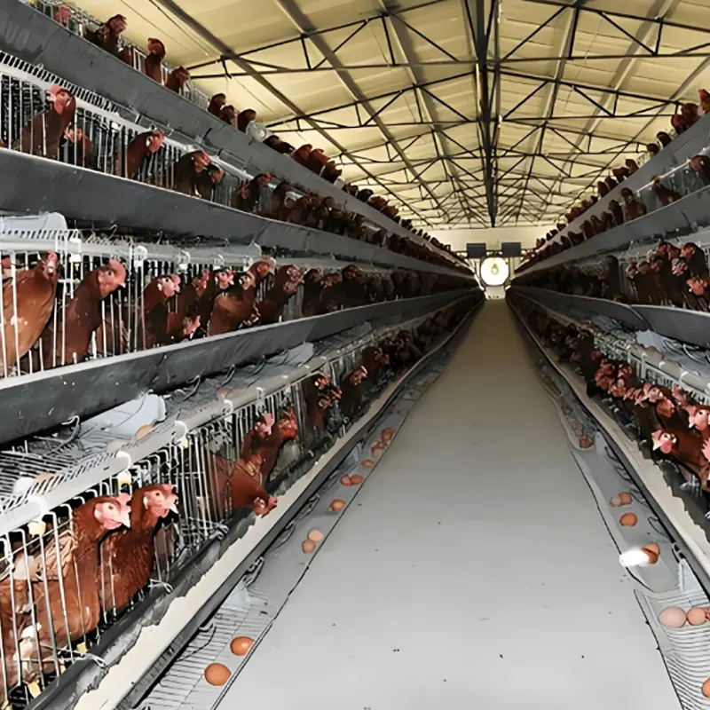 Kandang Ternakan Ayam Lapis
