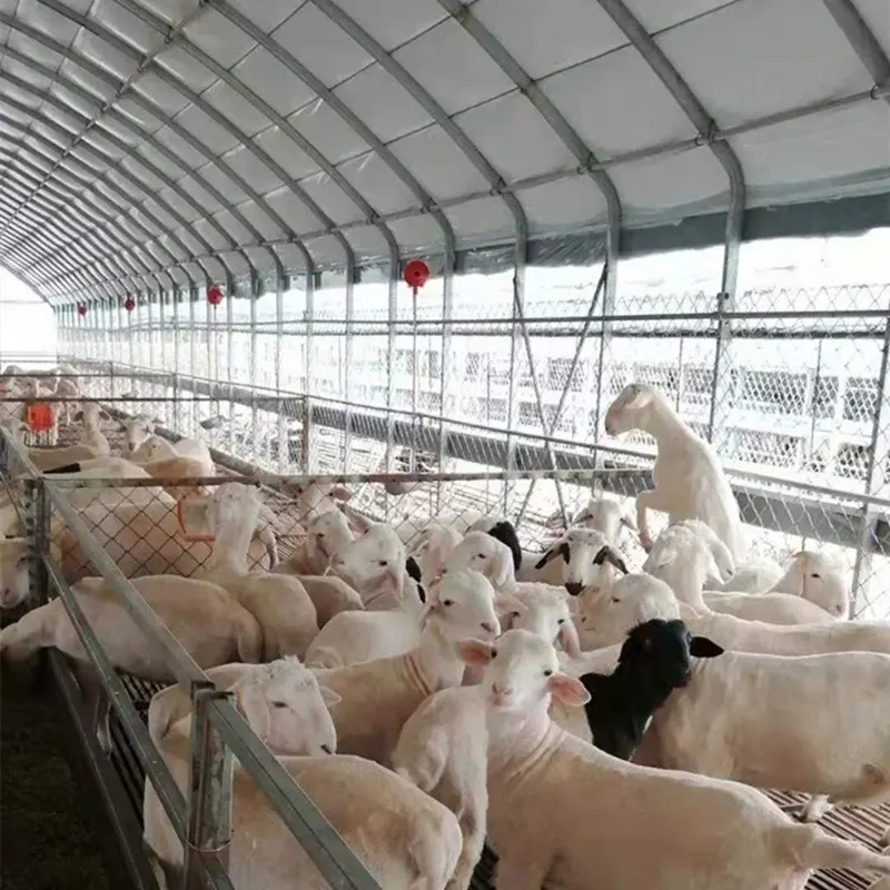 Kandang Ternakan Dan Ternakan Ayam