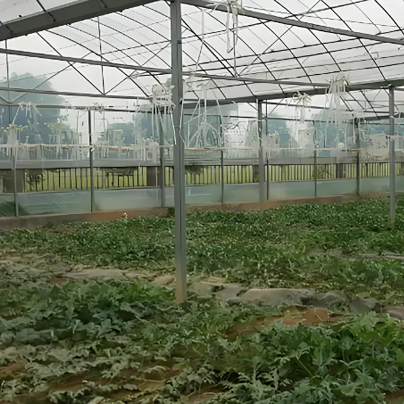 Rumah Hijau Anak Benih Tembikai Satu Span